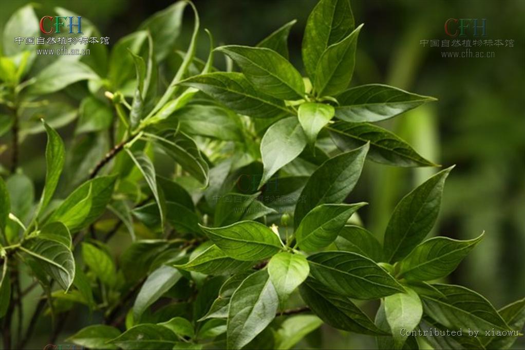 毛茶屬