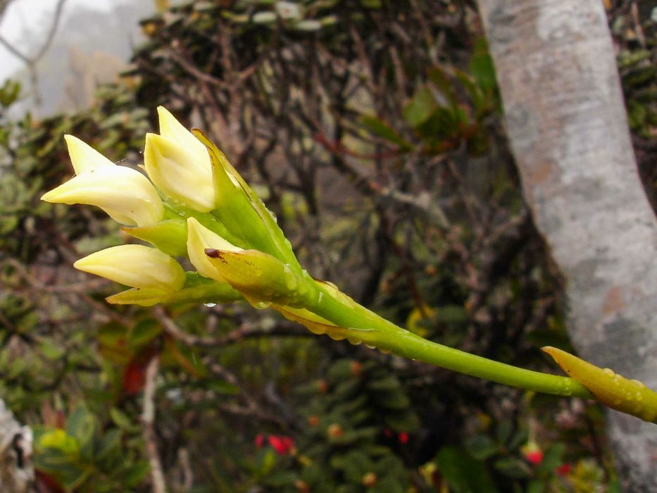 Megastylis rara