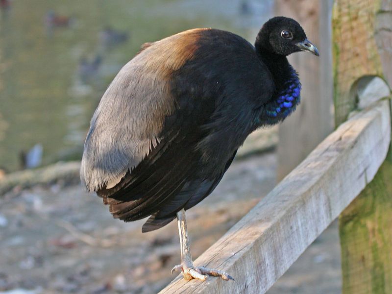 喇叭鳥屬 喇叭鳥屬