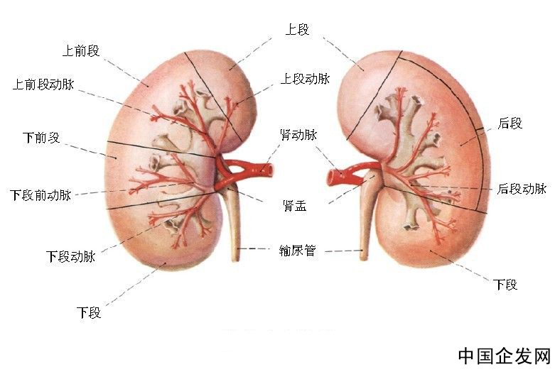 腎虛早泄