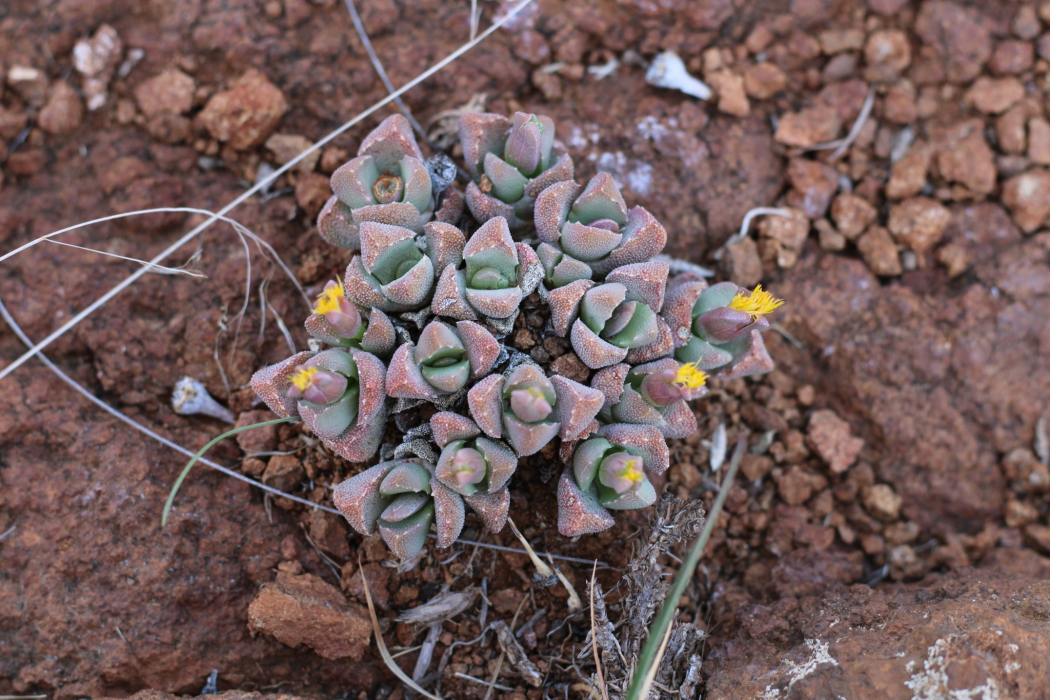Stomatium braunsii