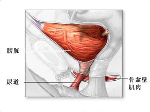 陰道與膀胱的關係圖