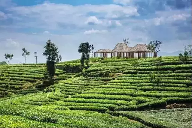 立體茶園 立體茶園