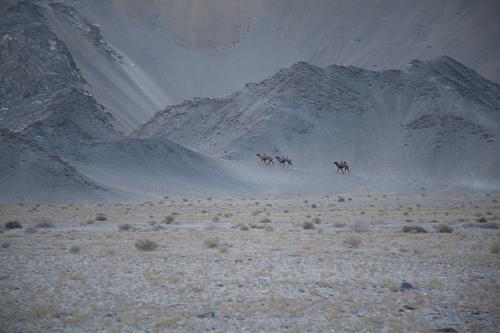 新疆羅布泊野駱駝國家級自然保護區