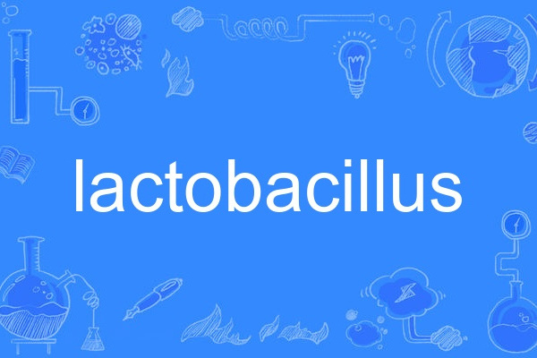 lactobacillus lactobacillus