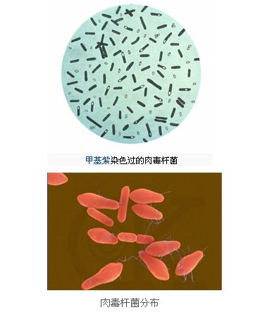 肉毒梭菌檢測 肉毒梭菌檢測