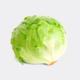 球生菜 球生菜