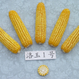 洛玉1號 洛玉1號