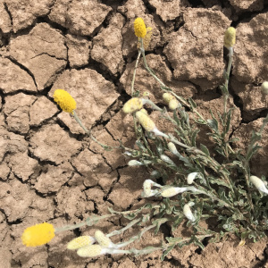 Pycnosorus melleus