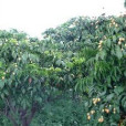 雲敏村 雲敏村