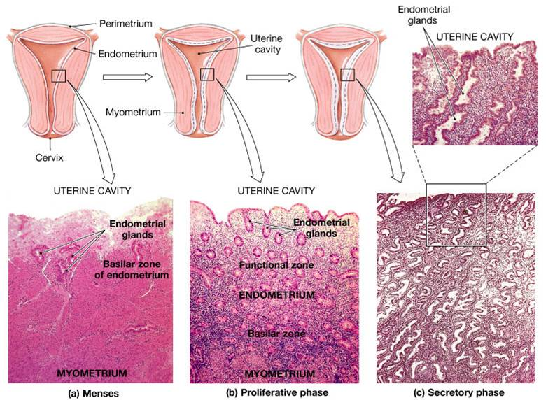 子宮內膜基層