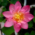 重水華
