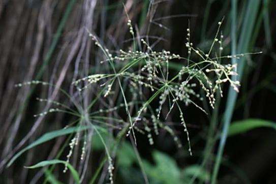 Calamagrostis × acutiflora Calamagrostis × acutiflora