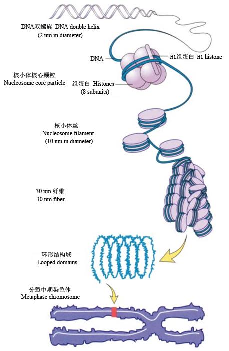 圖3 DNA壓縮成染色體的過程