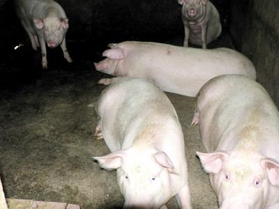 羅榮莊村-生豬養殖