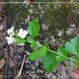 光頭山碎米薺 光頭山碎米薺