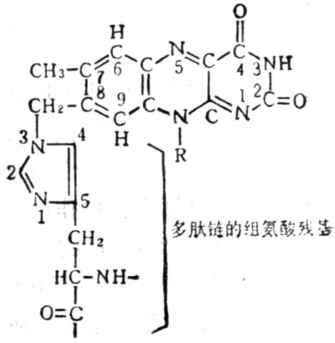琥珀酸脫氫酶