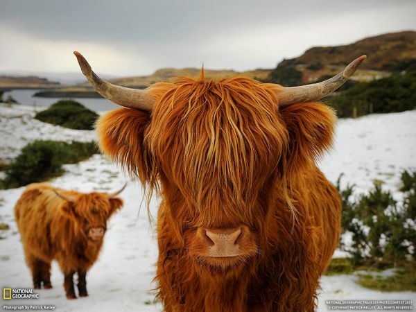 蘇格蘭高地牛