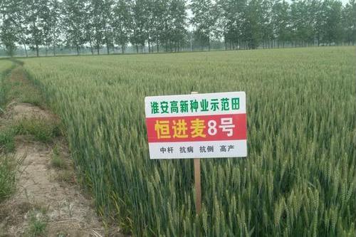 恆進麥8號 恆進麥8號