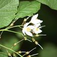 玉鈴花(植物) 玉鈴花(植物)