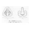 台灣峭腹蛛 台灣峭腹蛛