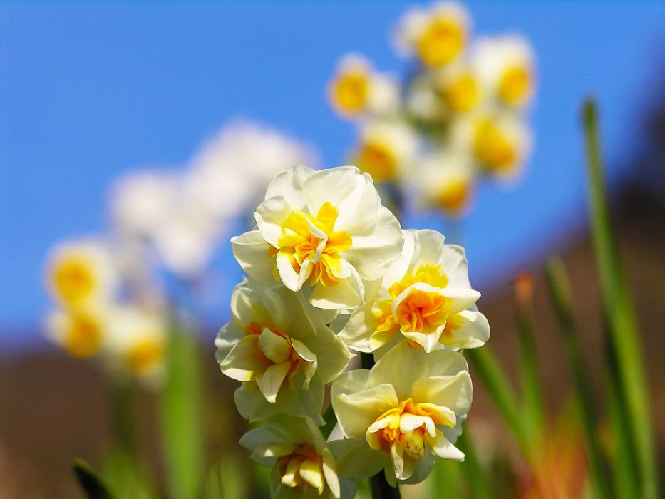 凌波仙子(薔薇屬栽培品種) 凌波仙子(薔薇屬栽培品種)