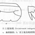 日土縫隔蝗