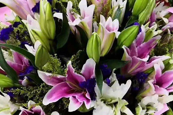 經花41號 經花41號
