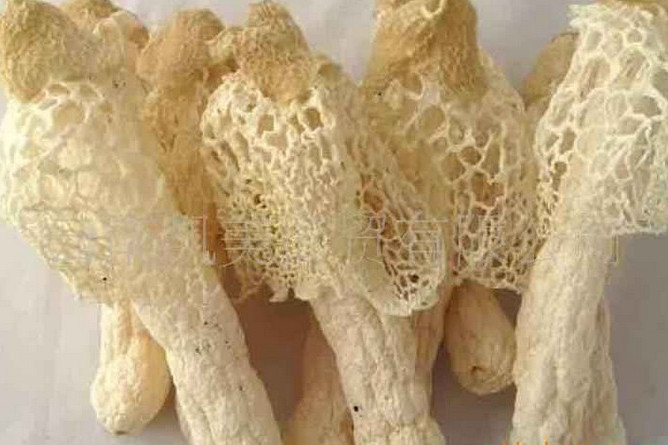 絲壺菌綱 絲壺菌綱