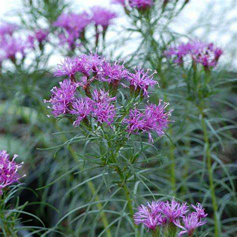 Vernonia lettermanii \x27Iron Butterfly\x27