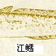 江鱈屬 江鱈屬
