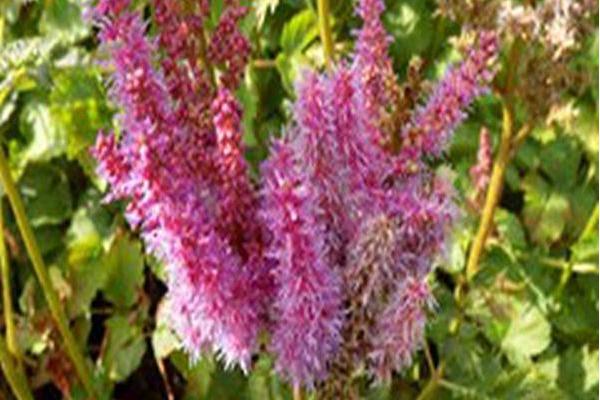 Astilbe chinensis \x27Purpurkerze\x27 PURPLE CANDLE Astilbe chinensis \x27Purpurkerze\x27 PURPLE CANDLE