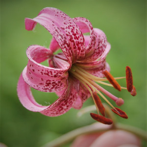 Lilium martagon