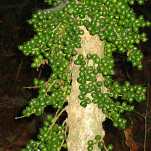 Maesobotrya barteri