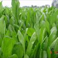 魯梅克斯 魯梅克斯