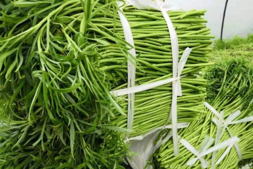 陽新湖蒿 陽新湖蒿