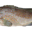 赤點石斑魚