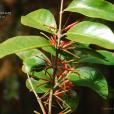 紅花寄生(桑寄生科梨果寄生屬植物) 紅花寄生(桑寄生科梨果寄生屬植物)