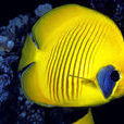 蝶魚 蝶魚