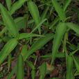 竹節菜(鴨跖草目鴨跖草科植物) 竹節菜(鴨跖草目鴨跖草科植物)