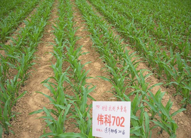 偉科705 偉科705