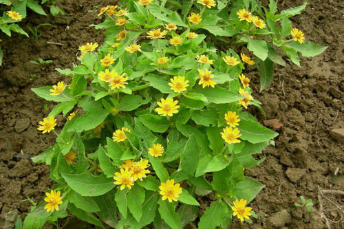多枝亞菊 多枝亞菊