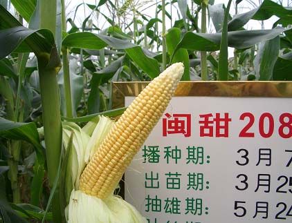 閩甜208 閩甜208