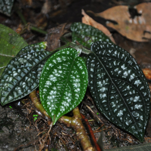 Piper perbrevicaule