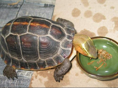 黃緣閉殼龜(金頭龜)