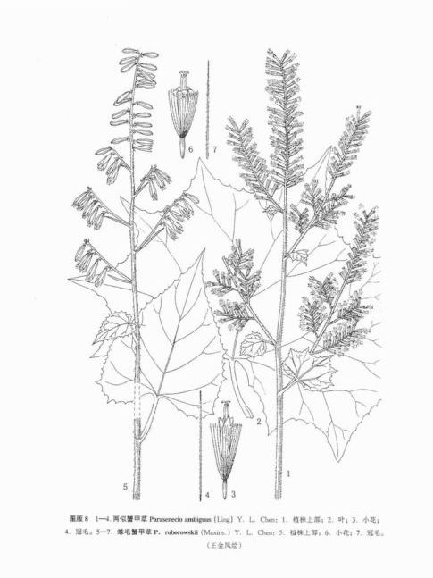川鄂蟹甲草 川鄂蟹甲草