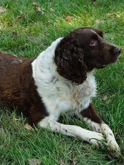 歡歡(雄性英國史賓格犬) 歡歡(雄性英國史賓格犬)