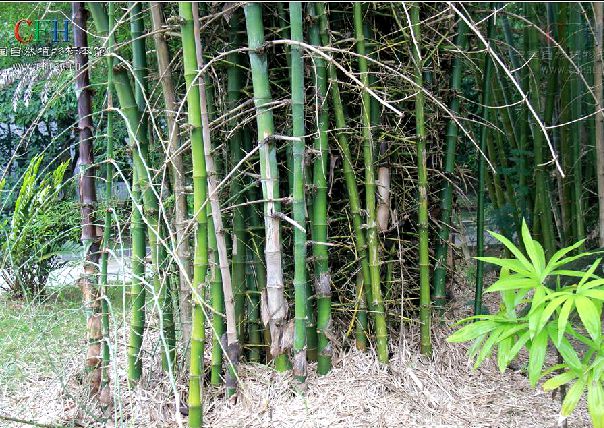 版納庫-印度箣竹群體