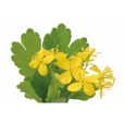 白屈菜(罌粟科白屈菜屬植物) 白屈菜(罌粟科白屈菜屬植物)