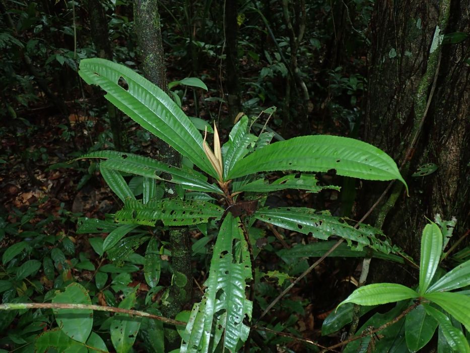 Miconia chrysophylla